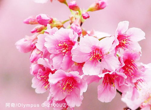 花季物語全攻略 小DC也可拍出好花卉