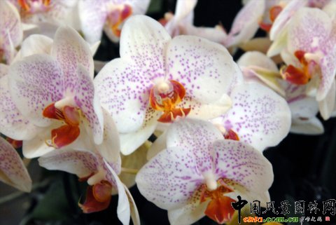     高清組圖：第12屆花卉園藝展上的美麗花草