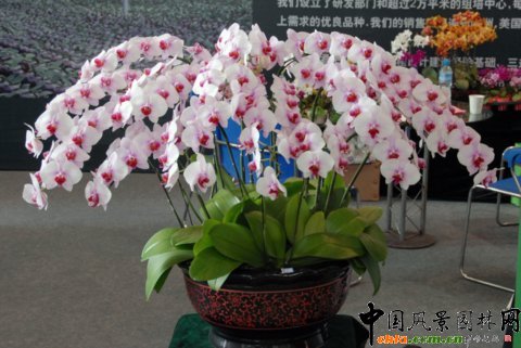     高清組圖：第12屆花卉園藝展上的美麗花草