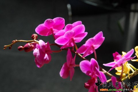     高清組圖：第12屆花卉園藝展上的美麗花草