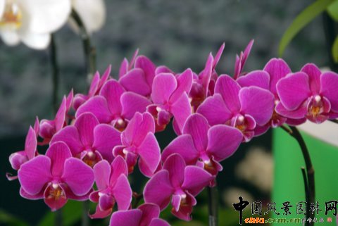 高清組圖：第12屆花卉園藝展上的美麗花草