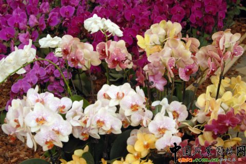 高清組圖：第12屆花卉園藝展上的美麗花草