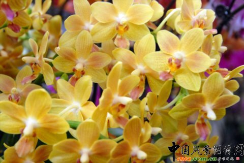 高清組圖：第12屆花卉園藝展上的美麗花草