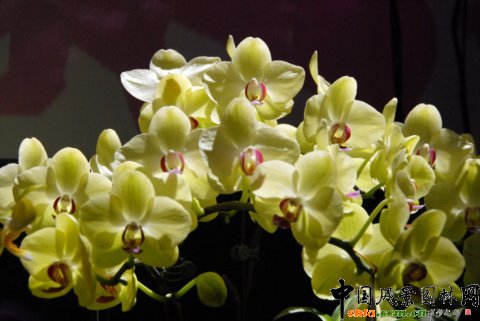 高清組圖：第12屆花卉園藝展上的美麗花草