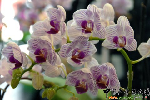 高清組圖：第12屆花卉園藝展上的美麗花草