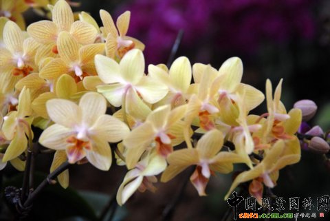 高清組圖：第12屆花卉園藝展上的美麗花草