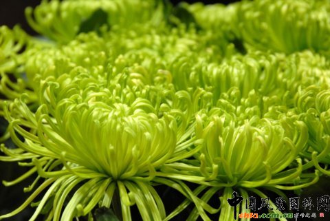 高清組圖：第12屆花卉園藝展上的美麗花草