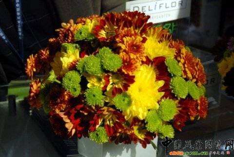 Deliflor公司的新品種