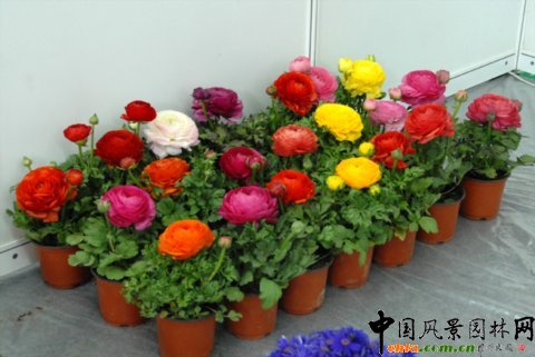 花毛茛