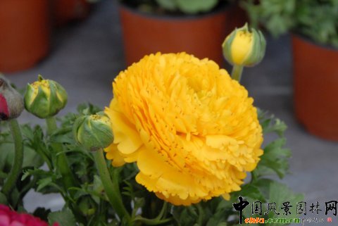 花毛茛