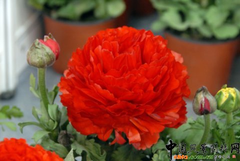 花毛茛