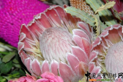 澳大利亞的本土花卉