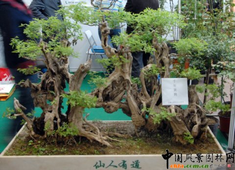 盆景