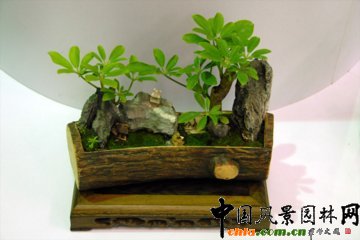 盆景