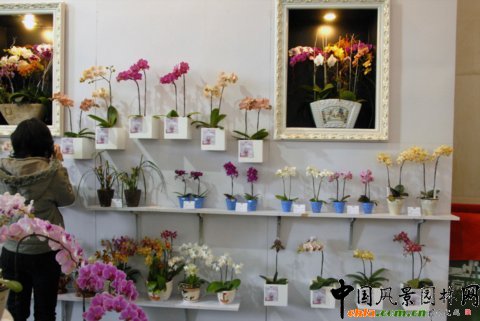 第12屆花卉園藝展上的美麗花草