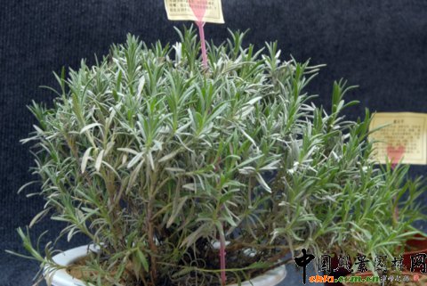 第12屆花卉園藝展上的美麗花草