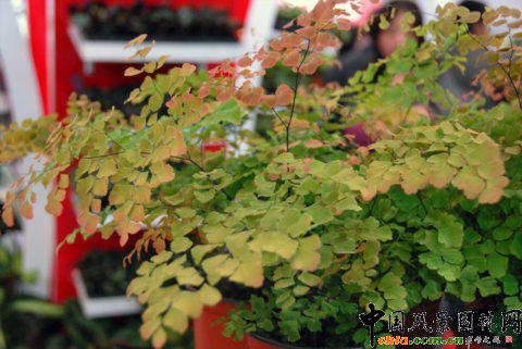 第12屆花卉園藝展上的美麗花草