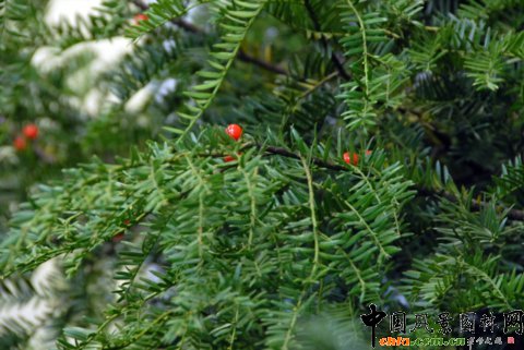 高清組圖：第12屆花卉園藝展上的美麗花草