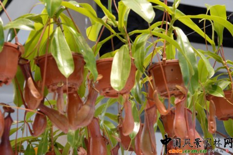 高清組圖：第12屆花卉園藝展上的美麗花草