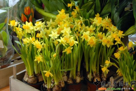 高清組圖：第12屆花卉園藝展上的美麗花草