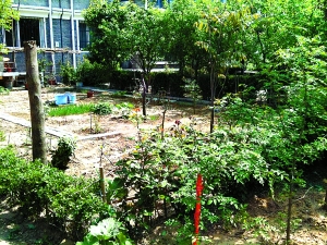 小區公共綠地竟成“私家園林”