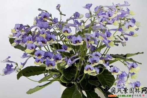 ǙѲݡС{(ln)Streptocarpus Harlequin Blue