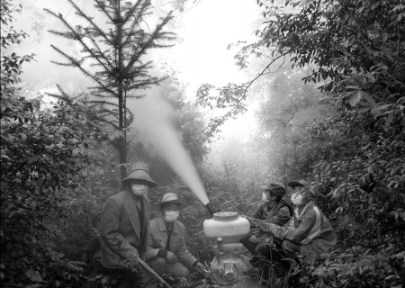 達(dá)州：蜀柏毒蛾來勢兇猛 11萬畝柏樹遭蟲災(zāi)