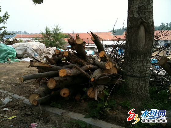 煙臺(tái)數(shù)百樹木遭莫名“屠戮” 有人砍樹無人管