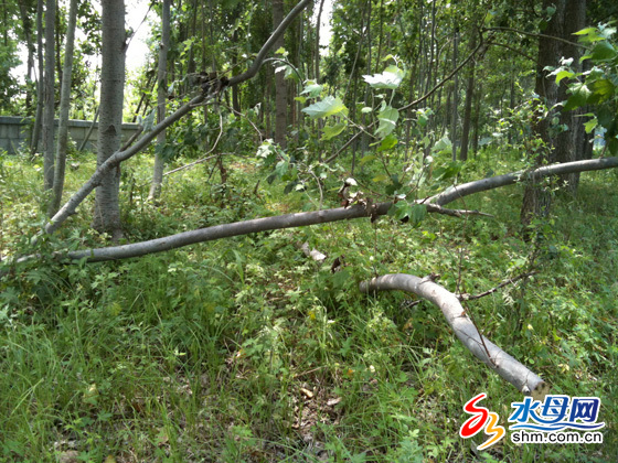煙臺(tái)數(shù)百樹木遭莫名“屠戮” 有人砍樹無人管