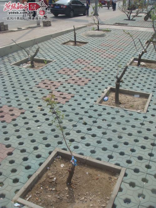張家口：13棵景觀桃樹(shù)慘遭斬首干枯死亡