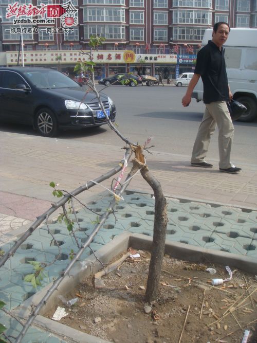 張家口：13棵景觀桃樹(shù)慘遭斬首干枯死亡