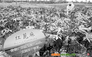 天津市園藝“添丁”紅蓖麻培育成功（圖）