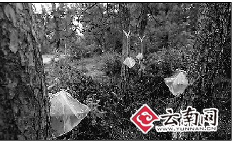 昆明：成片松樹被剝皮“抽脂” 網友擔心松樹挺不住