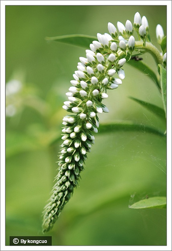 02.報(bào)春花科珍珠菜屬狼尾花