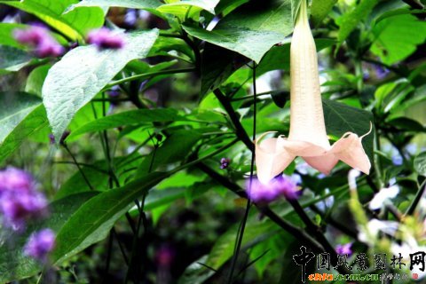 曼陀羅遍布各個(gè)角落