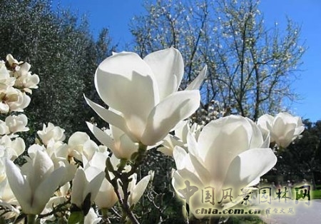 http://www.m.gopse.cn
