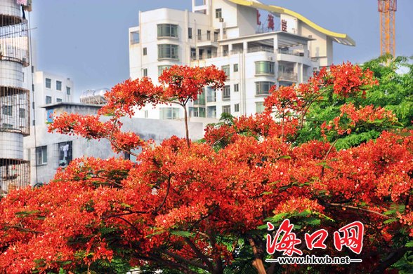 海口 綠化 植物 品種 多樣化 鳳凰花 中國(guó)風(fēng)景園林網(wǎng)