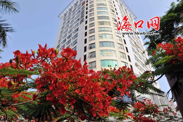 海口 綠化 植物 品種 多樣化 鳳凰花 中國(guó)風(fēng)景園林網(wǎng)