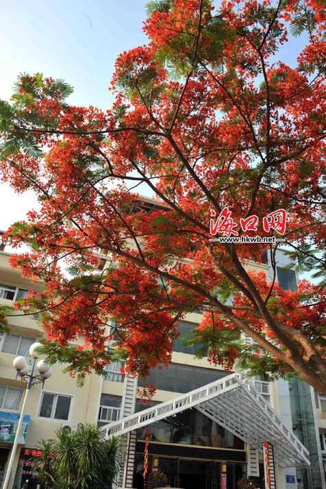 海口 綠化 植物 品種 多樣化 鳳凰花 中國(guó)風(fēng)景園林網(wǎng)
