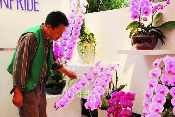 蝴蝶蘭 臺(tái)灣 催花