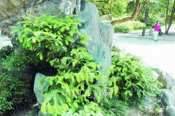 河南 鄭州 鄉土植物