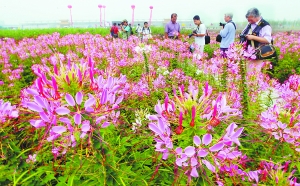 北京 花仙子 花卉