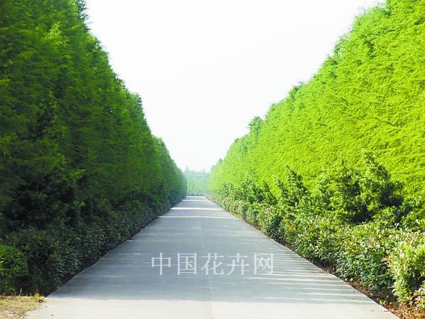 中山杉 海葵 植物