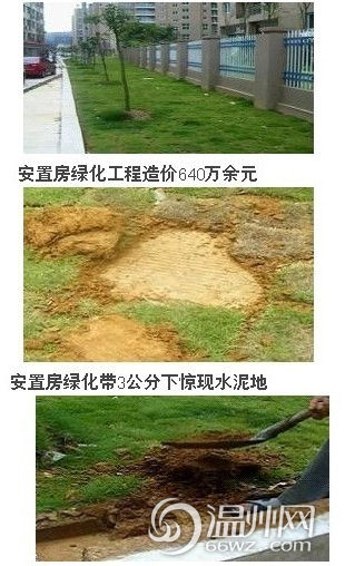 溫州 綠化 植物