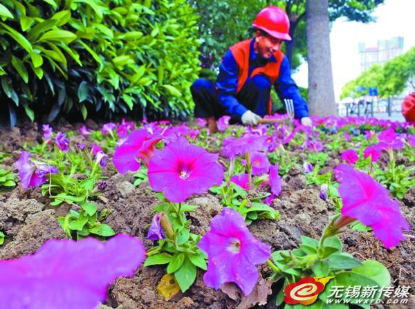 江蘇 國(guó)慶 鮮花