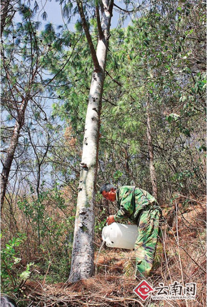 云南 五針?biāo)?植物