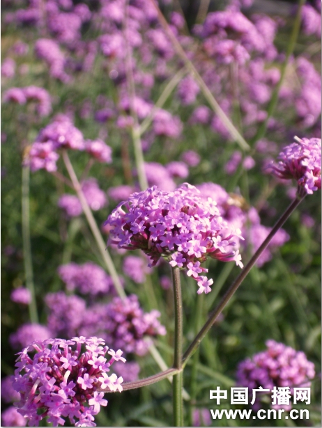 菊花 北京 鮮花港