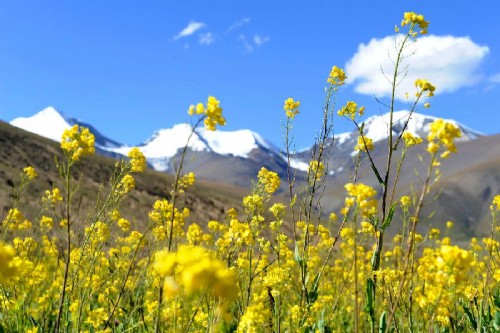秋季 雪山 油菜花