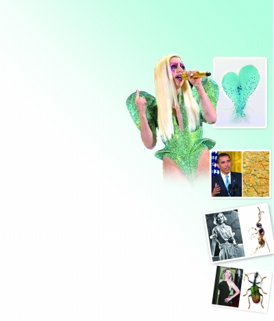 蕨類 植物 Gaga