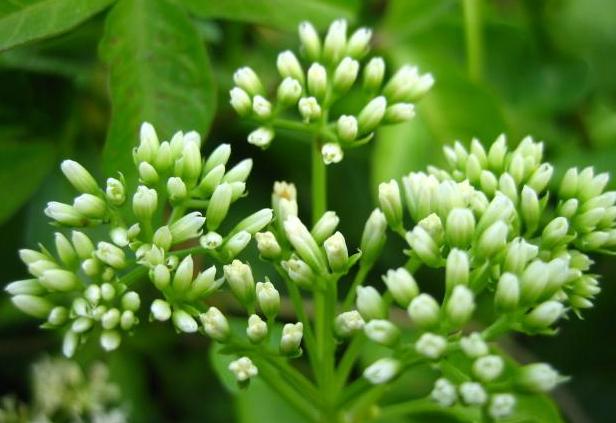 廣東 植物 薇甘菊